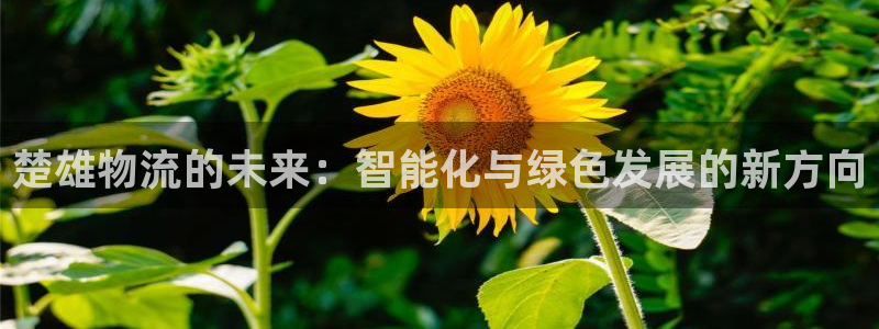 旺财28下分了不给钱：楚雄物流的未来